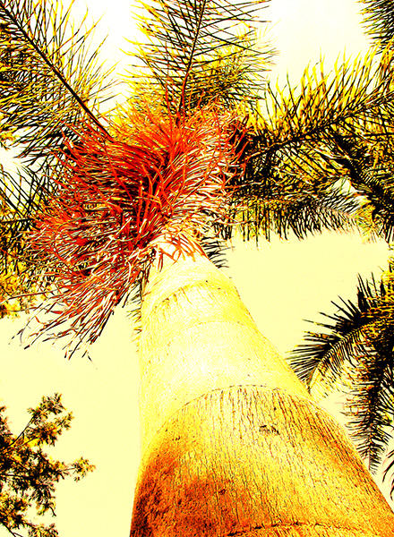 Golden palm